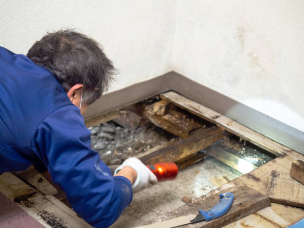 Best Mold Remediation  in New Market, VA