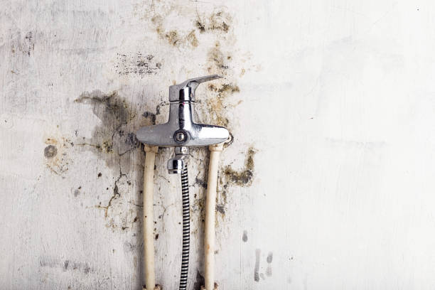 Best Toxic Mold Removal  in New Market, VA