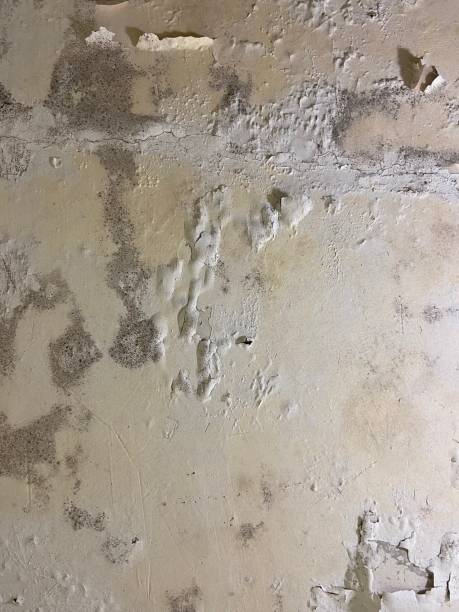 Best Mold Removal Near Me  in New Market, VA