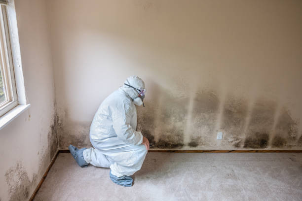 Best Mold Removal Company Near Me  in New Market, VA