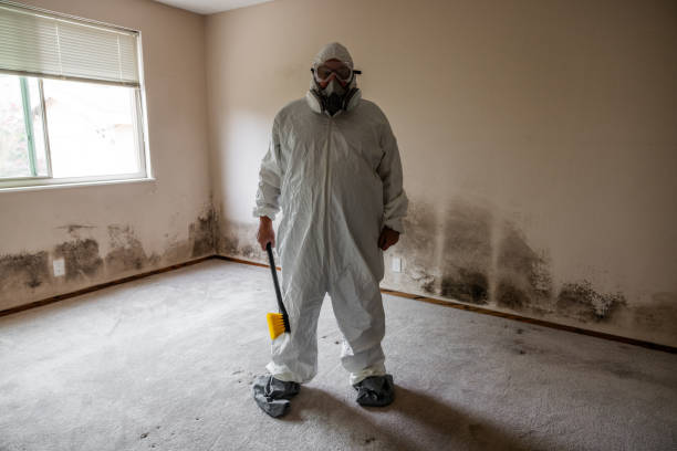 Best Fast Mold Removal  in New Market, VA