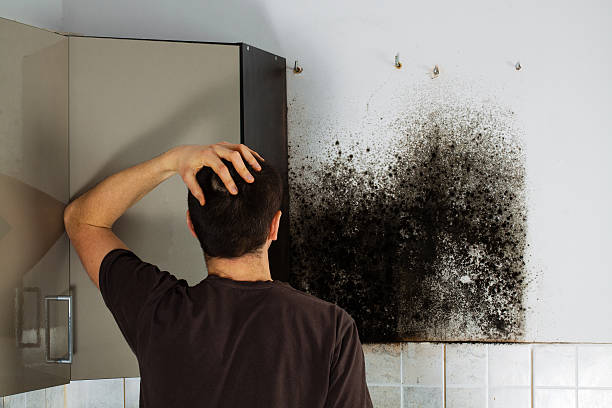 Best Local Mold Removal Service  in New Market, VA