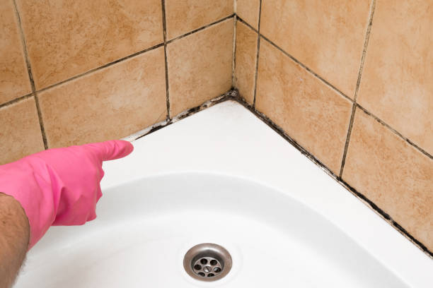 Reliable New Market, VA Mold Removal Solutions
