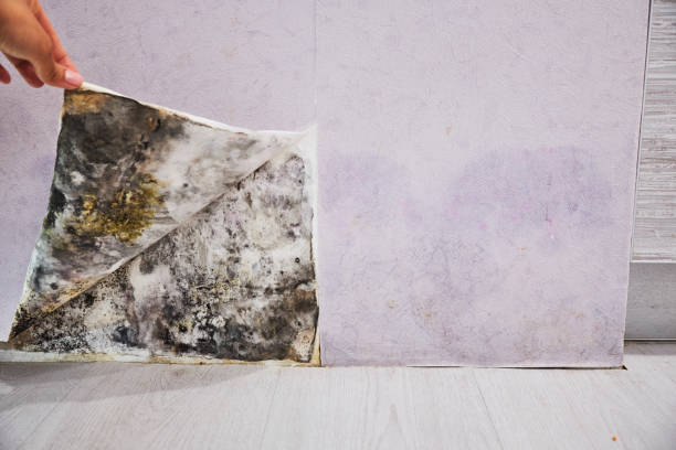 Best Mold Removal and Inspection  in New Market, VA